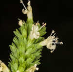 Yellow giant hyssop